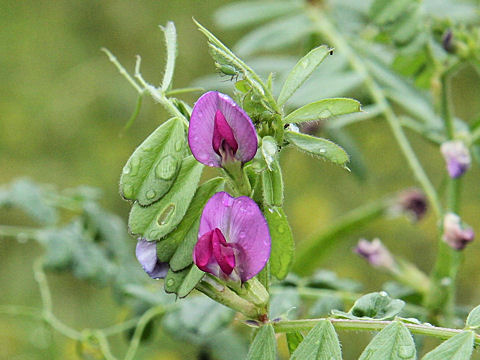 Vicia angustifolia