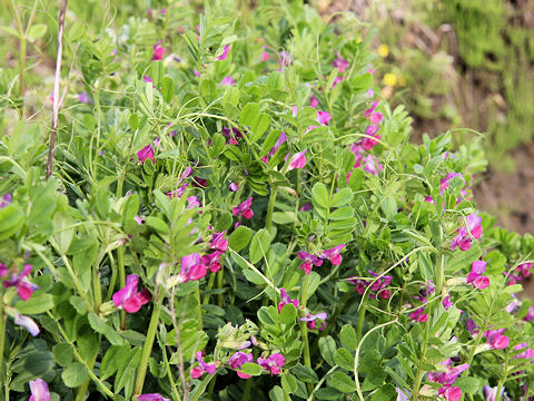 Vicia angustifolia