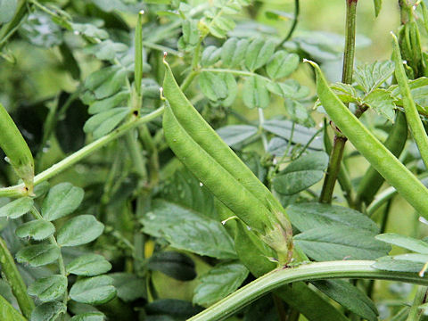 Vicia angustifolia