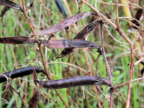 Vicia angustifolia