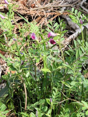 Vicia angustifolia