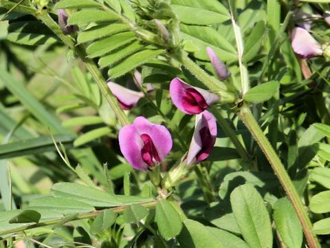 Vicia angustifolia