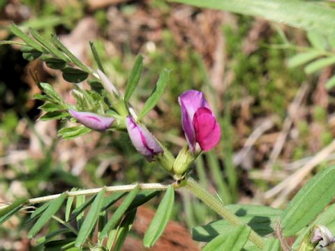 Vicia angustifolia