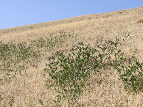 Vicia angustifolia