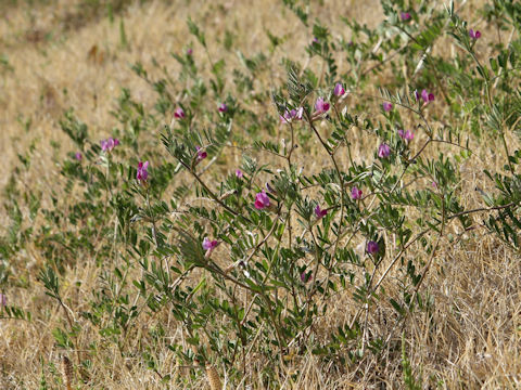 Vicia angustifolia