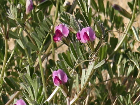 Vicia angustifolia