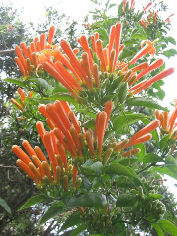 Pyrostegia venusta