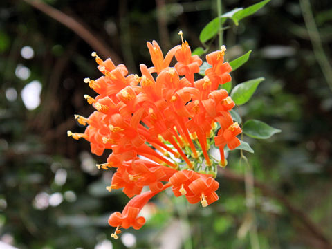 Pyrostegia venusta