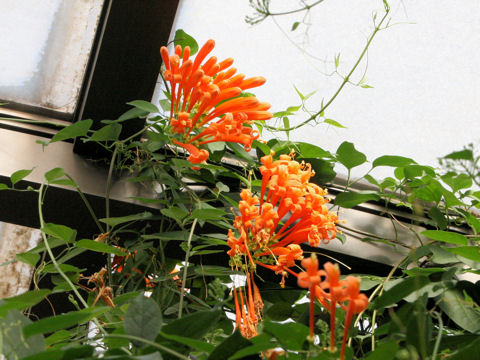 Pyrostegia venusta