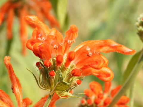 Leonotis leonurus