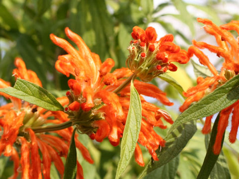 Leonotis leonurus