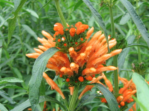 Leonotis leonurus