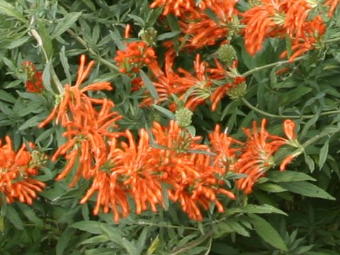 Leonotis leonurus