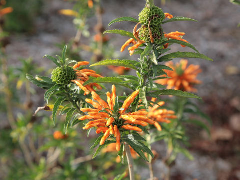 Leonotis leonurus