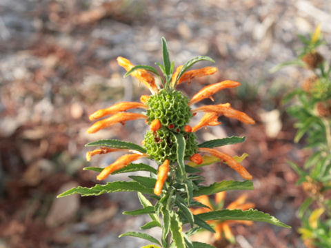 Leonotis leonurus