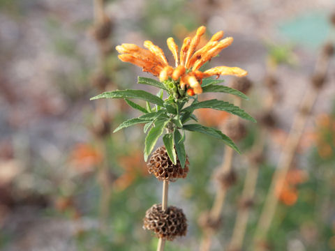 Leonotis leonurus