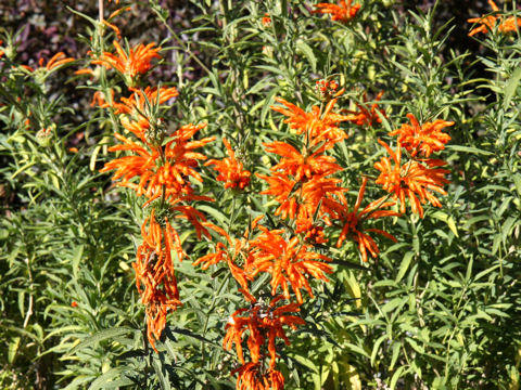 Leonotis leonurus