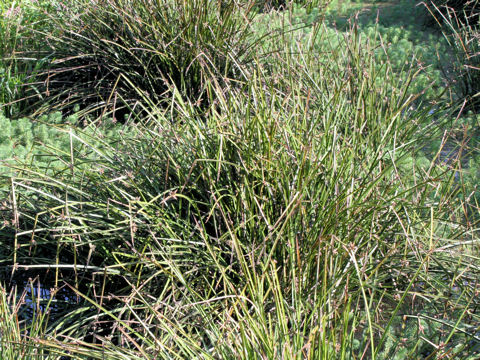 Scirpus triangulatus