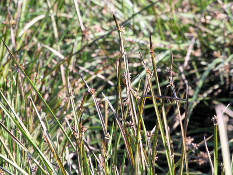 Scirpus triangulatus