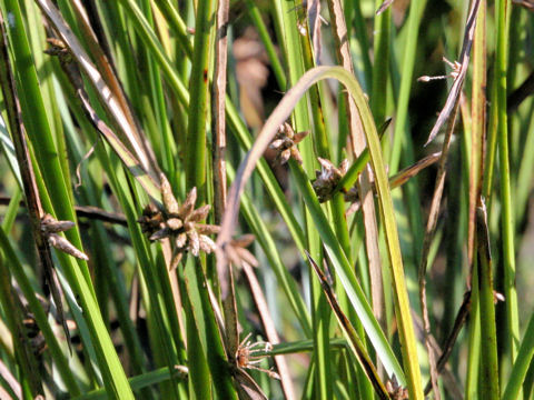 Scirpus triangulatus