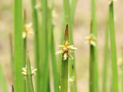 Scirpus triangulatus