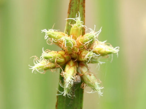 Scirpus triangulatus