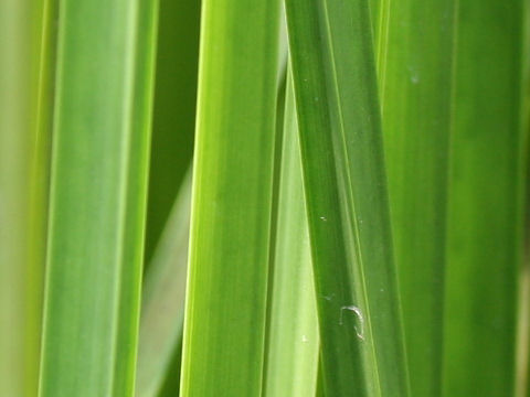 Scirpus triangulatus