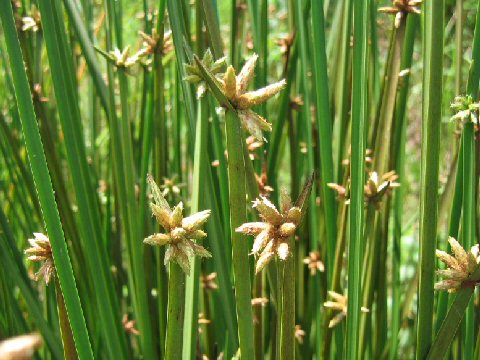 Scirpus triangulatus