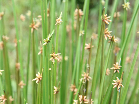 Scirpus triangulatus