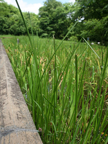 Scirpus triangulatus