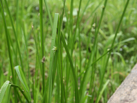 Scirpus triangulatus