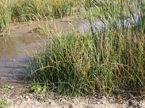 Scirpus triangulatus