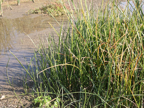 Scirpus triangulatus