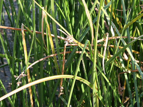 Scirpus triangulatus