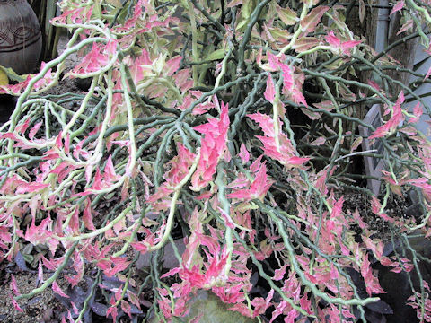 Pedilanthus tithymaloides spp. smalli