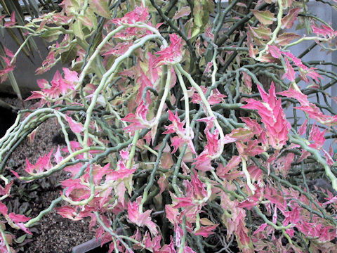 Pedilanthus tithymaloides spp. smalli