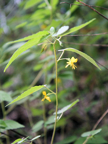 Corchoropsis tomentosa