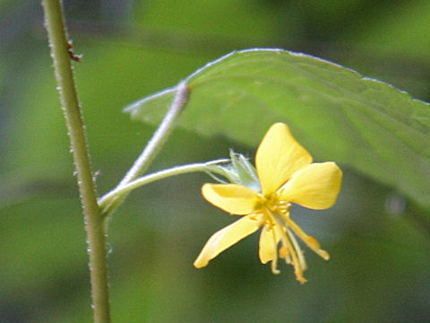 Corchoropsis tomentosa