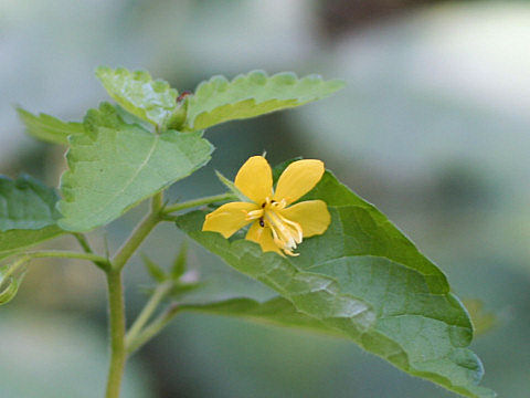 Corchoropsis tomentosa