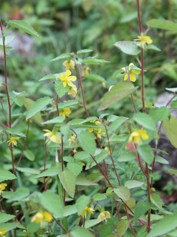 Corchoropsis tomentosa