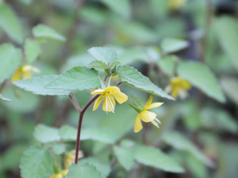 Corchoropsis tomentosa