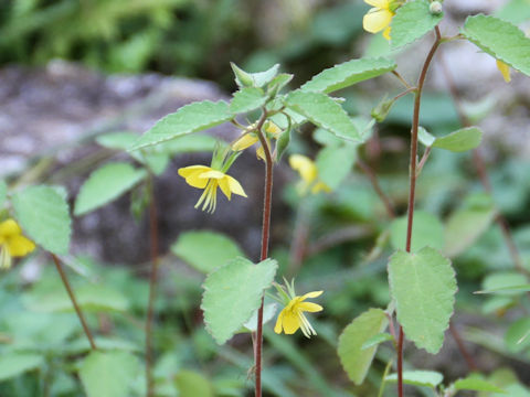 Corchoropsis tomentosa