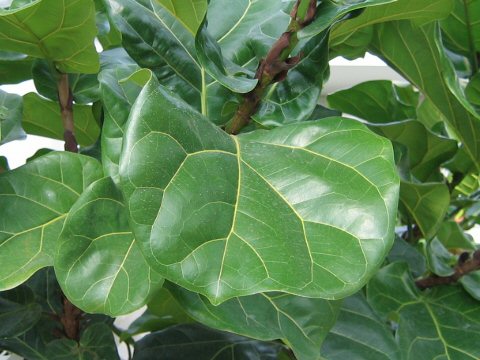 Ficus lyrata