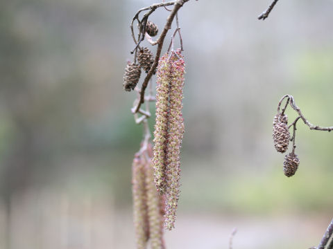 Alnus serrulatoides