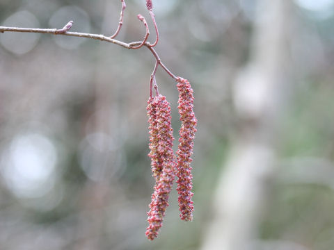 Alnus serrulatoides