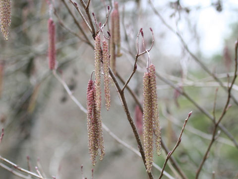 Alnus serrulatoides