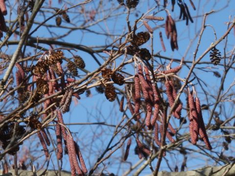 Alnus serrulatoides