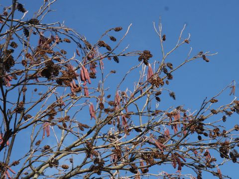 Alnus serrulatoides