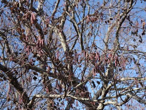 Alnus serrulatoides