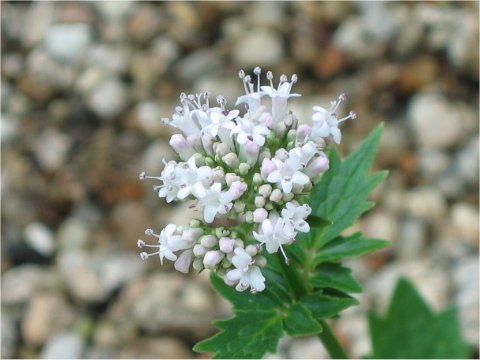 Valeriana sp.